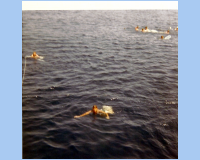 1968 05 05 South Vietnam - Swim Call - Yes, out in the deep end.jpg